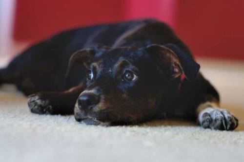 Oreo. Just 4-months old. 01 August 20182018 © Michael Mercado // lost-tokyo.blogspot.com // lost-e