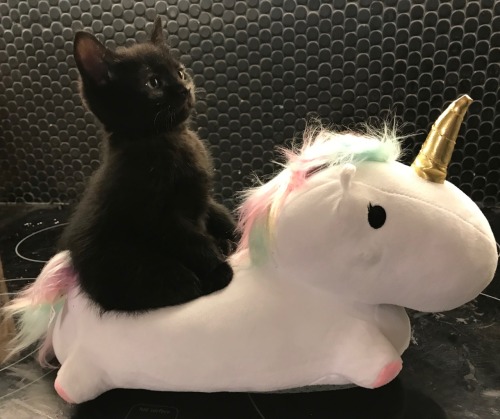 peripateticmeg:  “And lo, I saw a rider on a pale horse, and the rider was death.”