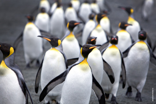 loveforearth:  “A Waddle of Kings” by Joshua McGrew 