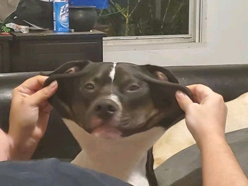 totallydoglife