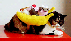 kittycatdaily:  Happy Halloween! 