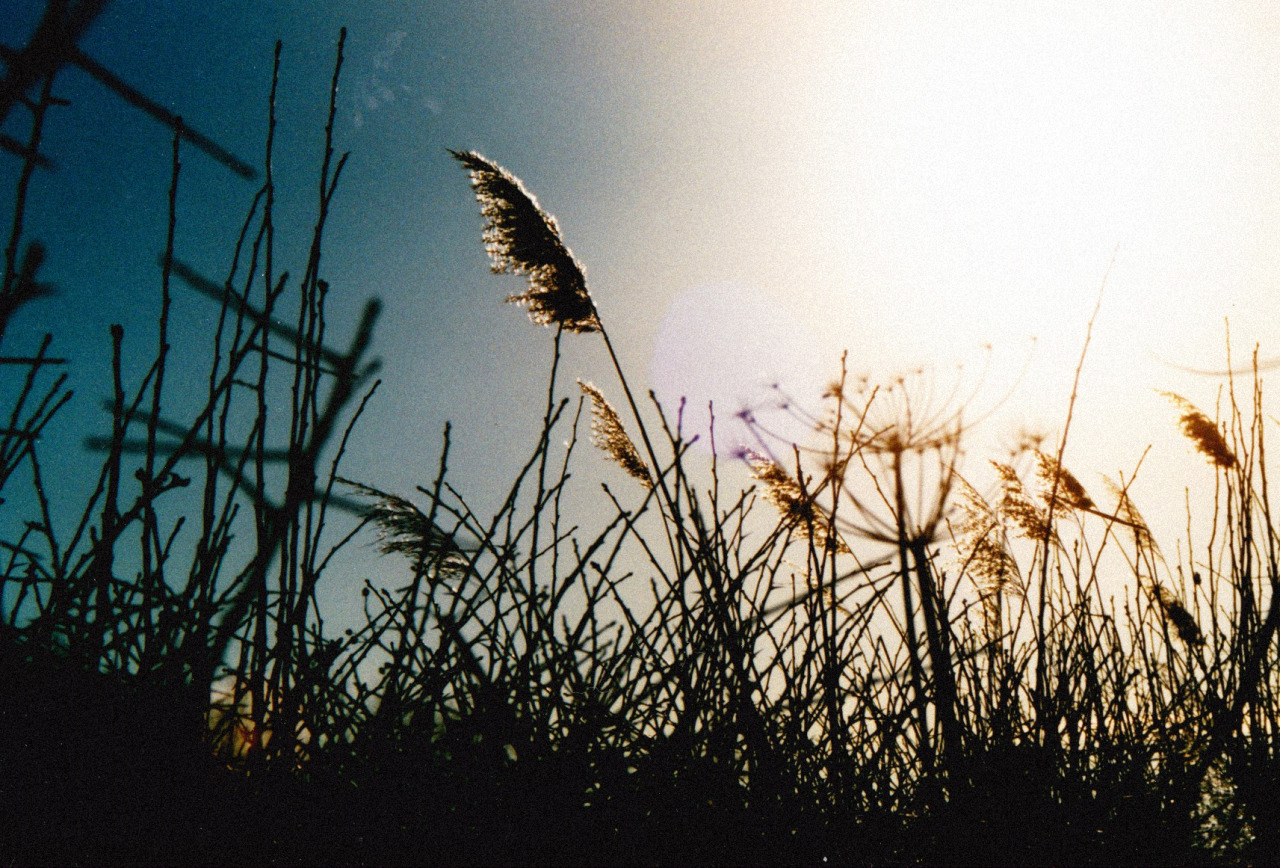 Cold reeds.
Glanfor
Inspirational journey Online Portfolio Facebook Society6 Behance