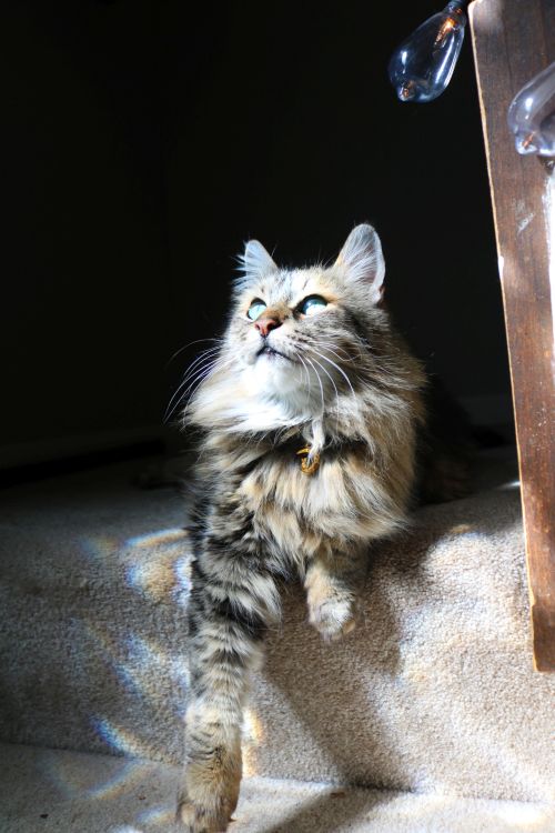 cosmiccora:Enjoy some photos of my angelic kitty cat, Sophie