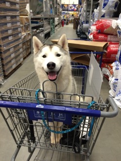 snowdogsshowdogs:  Lowes!