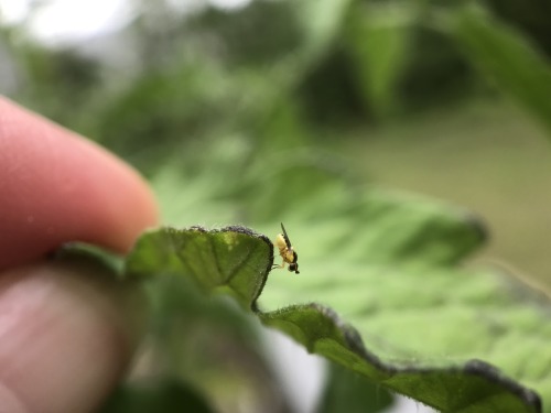 onenicebugperday: Yellow grass fly, Thaumatomyia glabra, ChloropinaeFound in North America and Europ