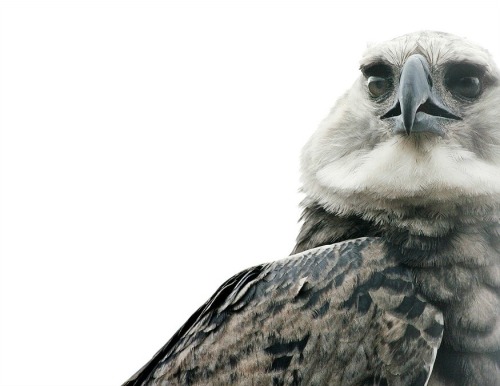 celtic-forest-faerie: {Harpy Eagle} by {Devilicious}