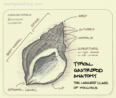 sketchplanations:  Typical gastropod anatomy. For a closer look next time you’re at the beach.