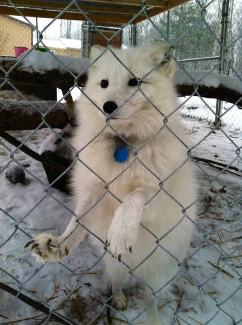 Toto&rsquo;s so regal and handsome! What a cute foxy boy :)