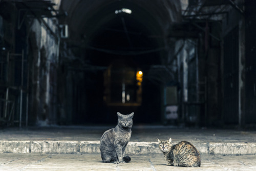 luxlit:paulinemaisonneuve:Jerusalem, 2014 l Photo: Pauline MaisonneuveCat keepers.Submit a link to L