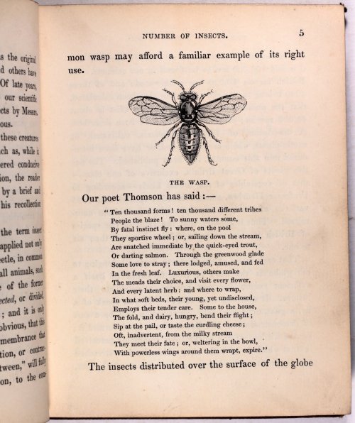 michaelmoonsbookshop: michaelmoonsbookshop:Natural History of Insects 1842[Sold] 