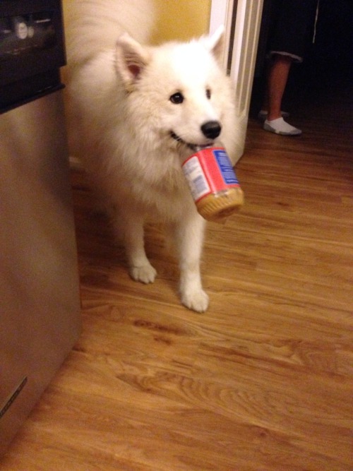 ellie-the-smiling-samoyed:  I let her have the little bit of peanutbutter that was left. She looked at me like I gave her the world. 