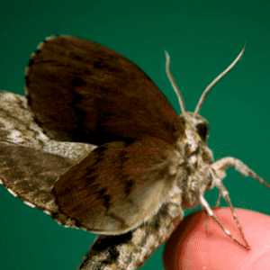 Moths Flying In Slow Motion Gif Pack!