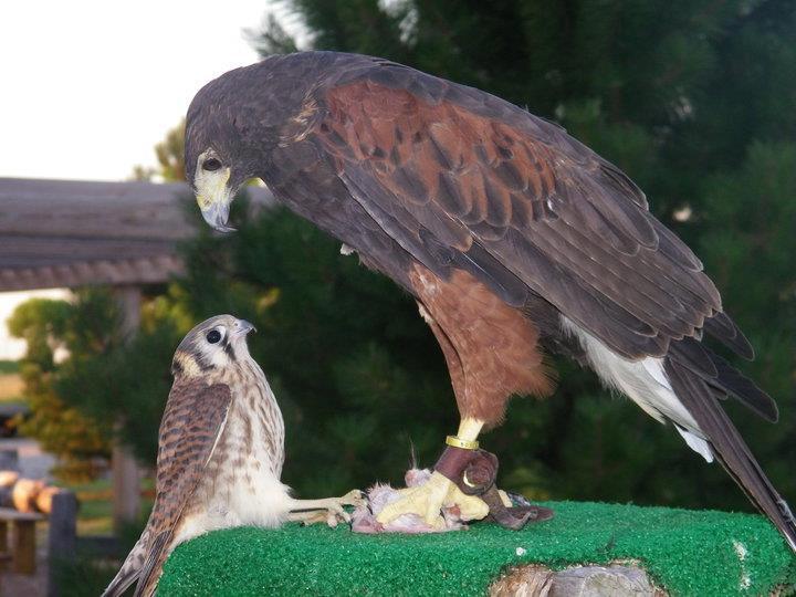 becausebirds:
“ursulavernon:
“roachpatrol:
“huntinghawks:
“ Shared by West Coast Falconry on Facebook: “Here is a priceless photo! Neither birds are West Coast Falconry’s. A captive Harris Hawk at a museum up north was eating it’s rat on a perch...