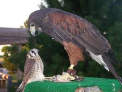 roachpatrol:  huntinghawks:  Shared by West Coast Falconry on Facebook: “Here is a priceless photo! Neither birds are West Coast Falconry’s. A captive Harris Hawk at a museum up north was eating it’s rat on a perch outside when a wild female kestrel