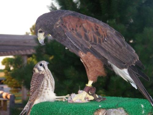 gokuma:  huntinghawks:  Shared by West Coast adult photos