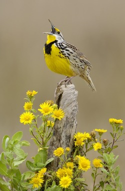 Golden notes (Meadowlark)