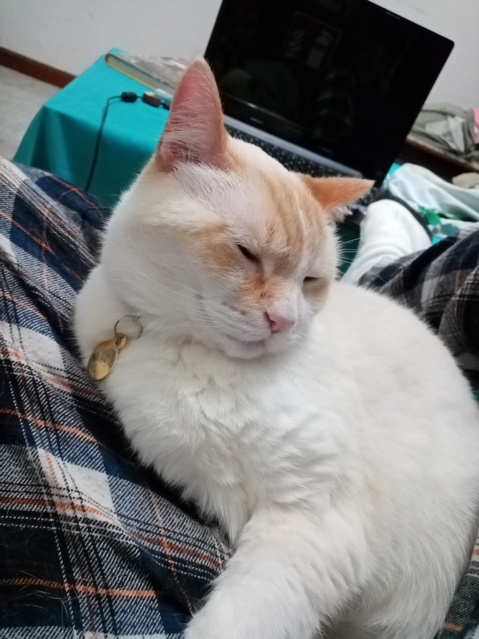 A photo of a white cat with cream colored ears. He's wearing a collar, completely hidden by his fur, from which a golden tag hangs. He's laying down between crisscrossed legs, in front of a turned off computer. His eyes are partially closed, relax to the point of look like he's melting