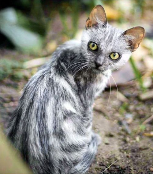 zooophagous: ainawgsd: Lykoi The Lykoi, also called the Werewolf cat, is a natural mutation from a d