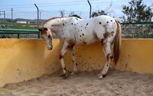 scarlettjane22: SEMENTAL  APPALOOSA www.yeguadachando.com/