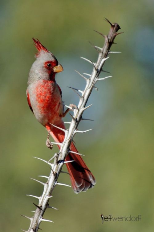 ainawgsd:The pyrrhuloxia or desert cardinal (Cardinalis sinuatus) is a medium-sized North American s