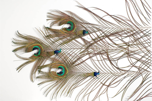 itscolossal:  Using feathers acquired from zoos and private aviaries artist Chris Maynard transforms them into fascinating miniature shadowboxes.