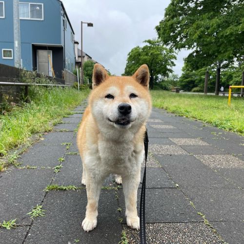 雨が止みましたよ✨ #dog #doge #shiba #shibe #shibainu #shibastagram #komugi #柴犬 #赤柴 #しばいぬ #柴犬の小麦さん #14歳  http