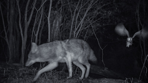 11.23.19_21.04Coyote and BarnowlWilliam Harper