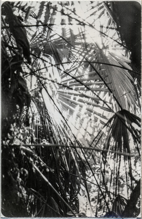 Sunlight2021, Saint-Petersburg13х18, Silverprint, Novobrom (1991)