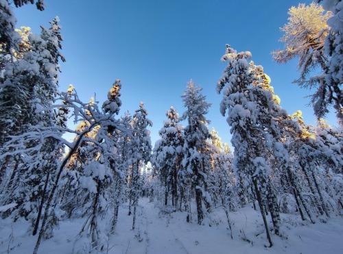 Virgin Komi Forests, Komi Republic, Russia