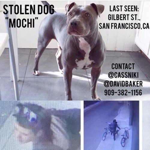People who steal dogs are trash. San Francisco, please keep your eyes open for this beauty.