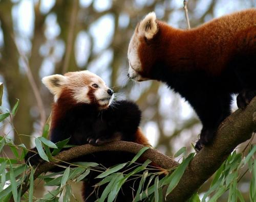 llbwwb:  Red Pandas (Ailurus fulgens) by sharie