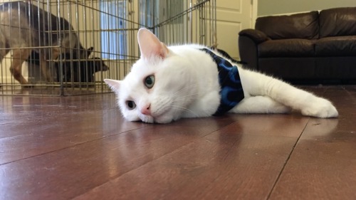 hanzo-dot-png:Appreciation post for my cat.