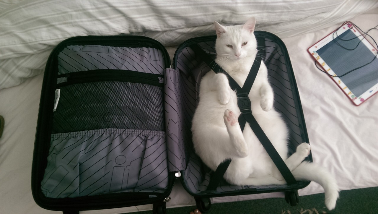 unimpressedcats:  Only packing the essentials