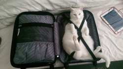 unimpressedcats:Only packing the essentials