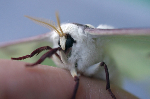 kittendrumstick: A few more, including some close-ups! And more photos of that pretty male moth.