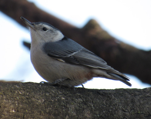 White-breasted nuthatch. 