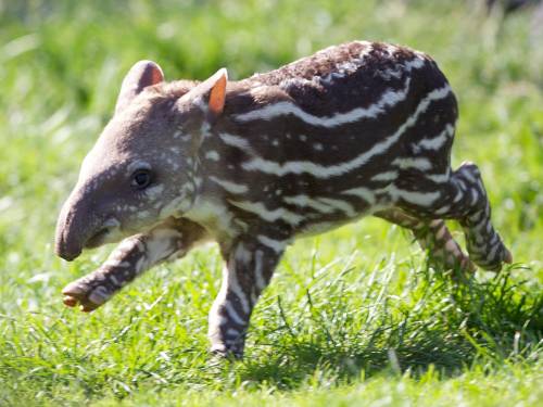 a baby tapir with white markings running through a field of grass