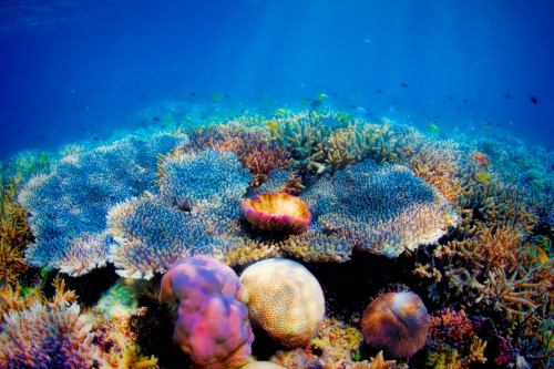 Porn Pics thelovelyseas:Colorful corals in the underwater