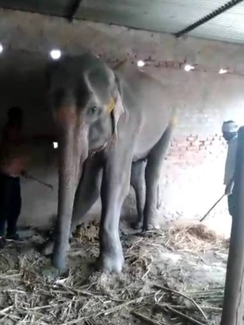 This elephant deserves justice — sign our petition today at goo.gl/wEfhZ8In Motihari, 