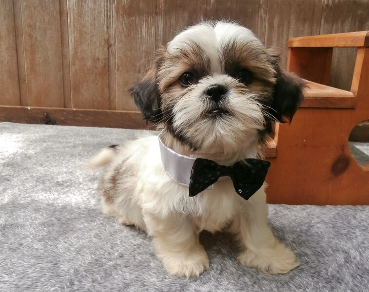 mini shih tzus for sale