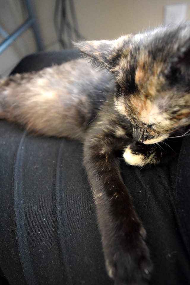 ladyshinga:  ladyshinga:  Guys it’s hard to take photos of a happy energetic little