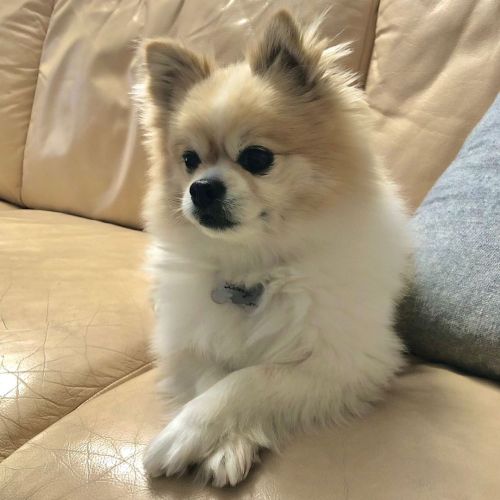 Criss-cross apple sauce. . . #pomeranian #pomchi #dogsofinstagram #pomsofinstagramhttps://www.in