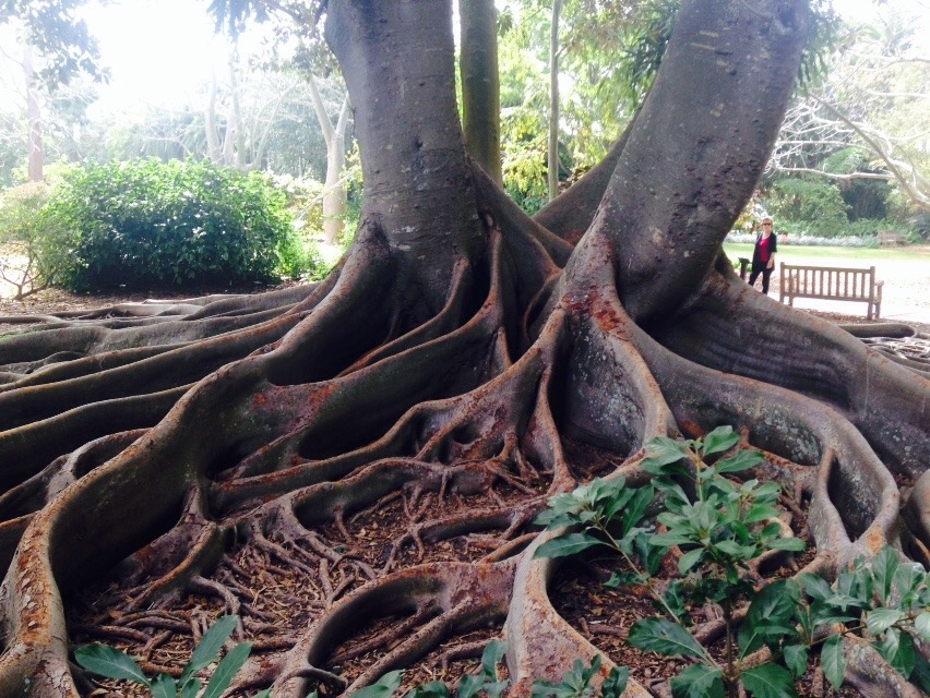 sweetdreamsyall:  Some photos from the Ca’d’zan and the Selby Botanical Gardens