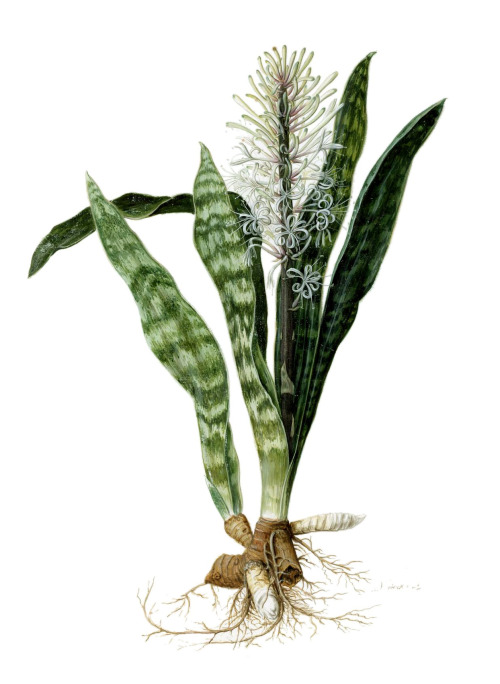 Jan Moninckx, Sansevieria hyacinthoide, 1686-1709. Watercolor. Netherlands. Via wikiTogether with hi