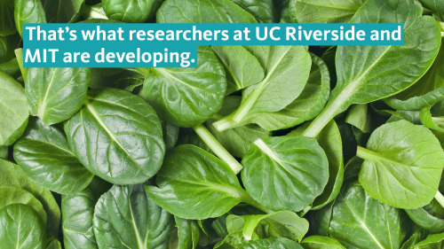 ucresearch:  Scientists ‘train’ spinach to sniff out bombs A team of scientists, including UC Riverside assistant professor Juan Pablo Giraldo, have transformed plants into sensors that detect explosives. The spinach plants were designed to sense