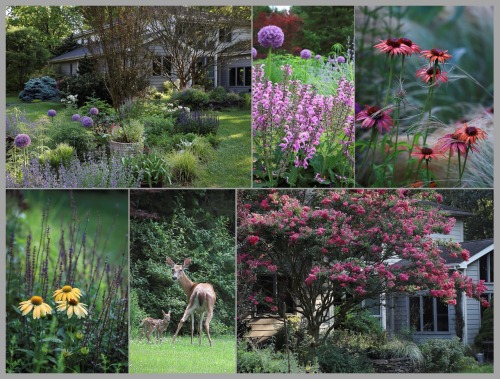 A look back through the garden this past year - winter - spring - summer- fall and winter again.He