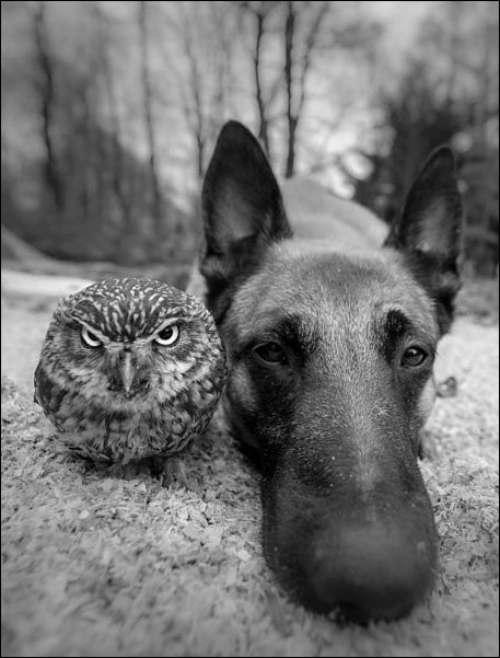 Bad Kitty