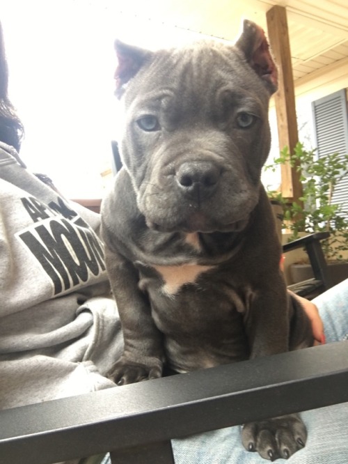Look at this adorable pup!