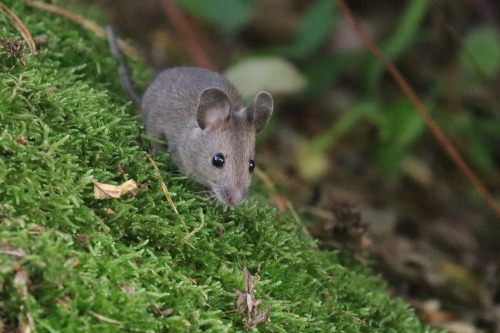 Wood mouse/mindre skogsmus (or possibly Yellow-necked mouse/större skogsmus). 