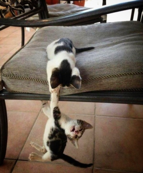 worldofthecutestcuties:  Long live the King